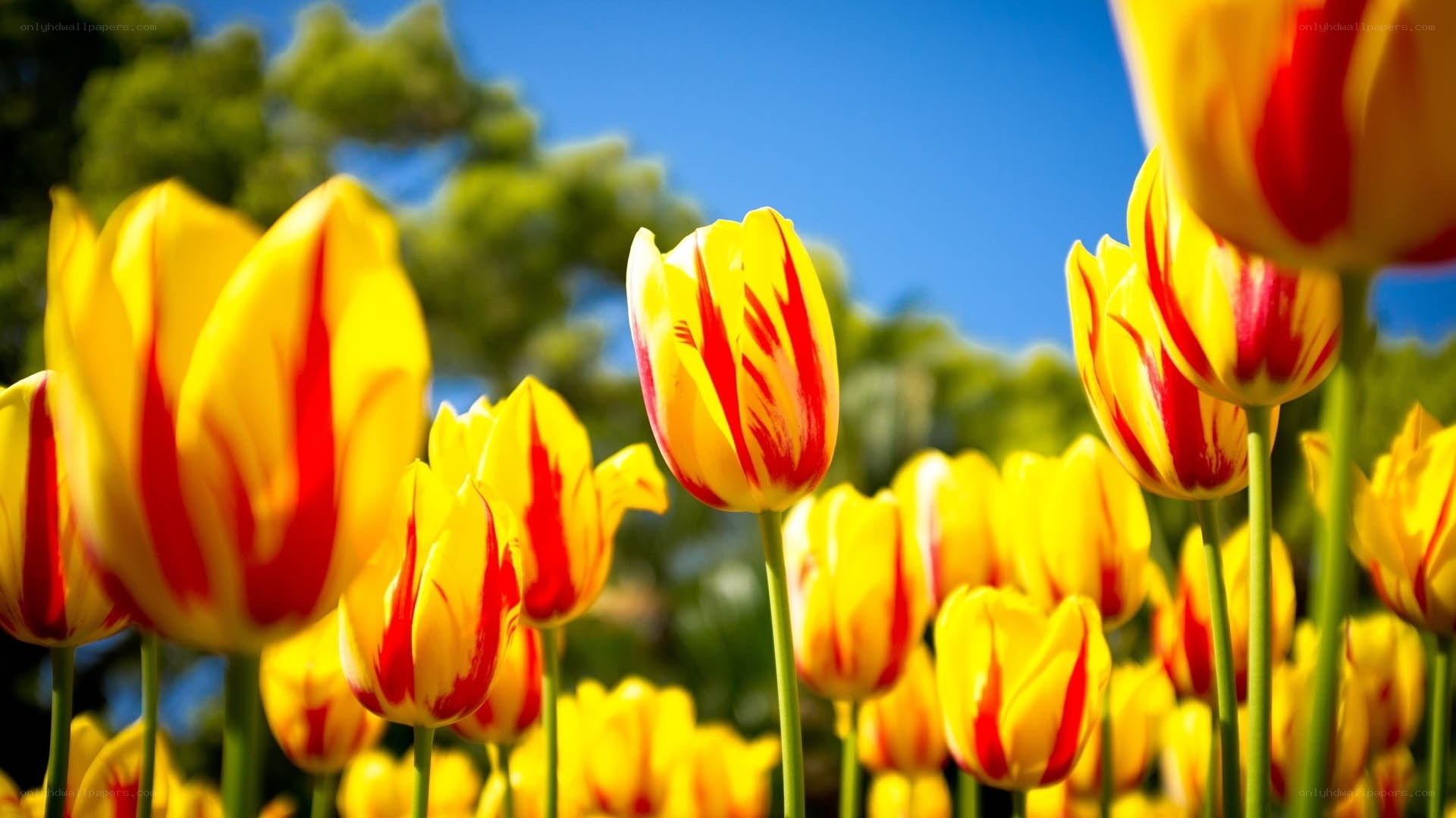Yellow and red tulips in a field