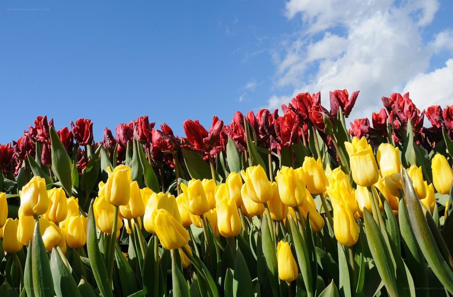 Yellow and red tulips in a field