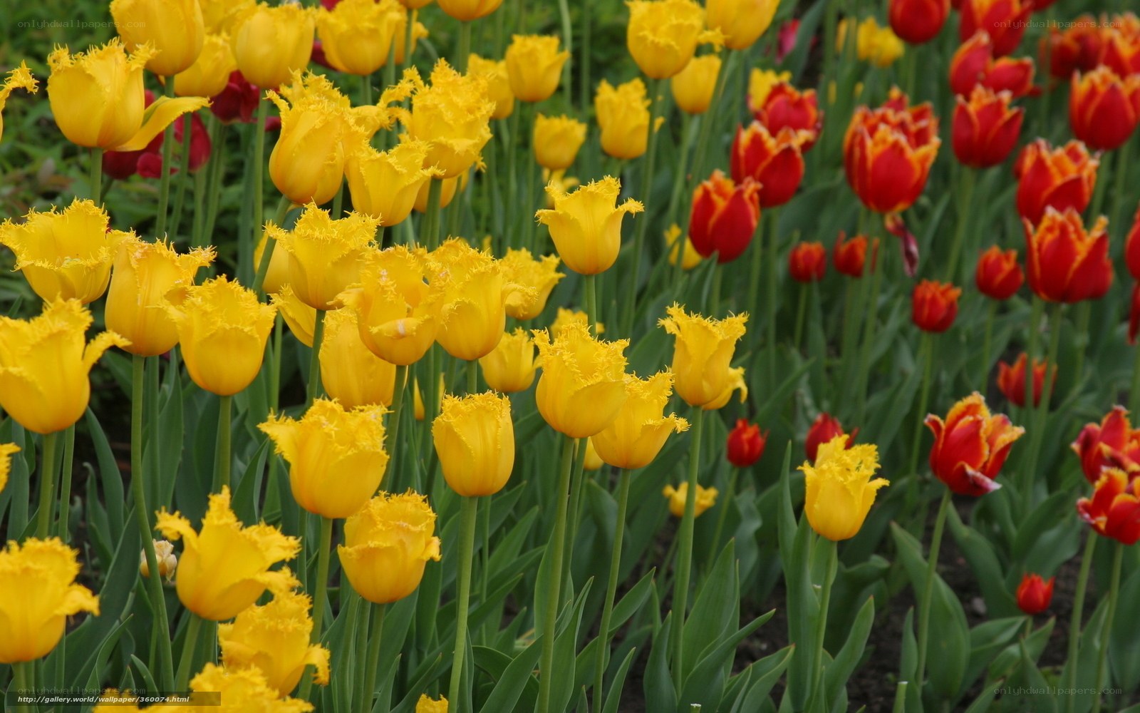 Yellow and red tulips in a garden