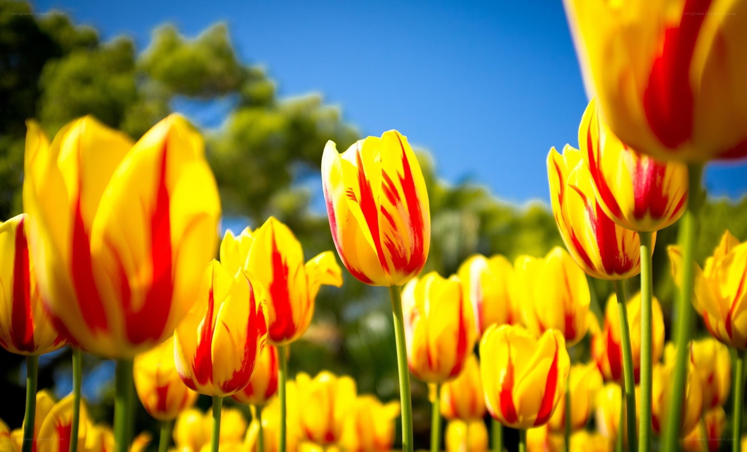 Yellow and red tulips in bloom