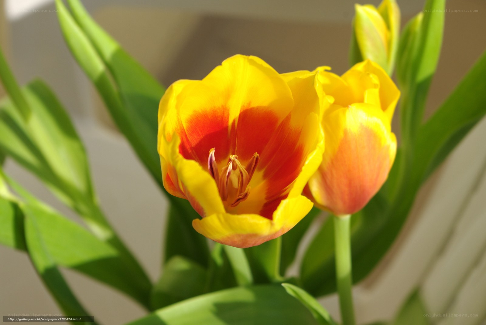 Yellow and red tulips in bloom