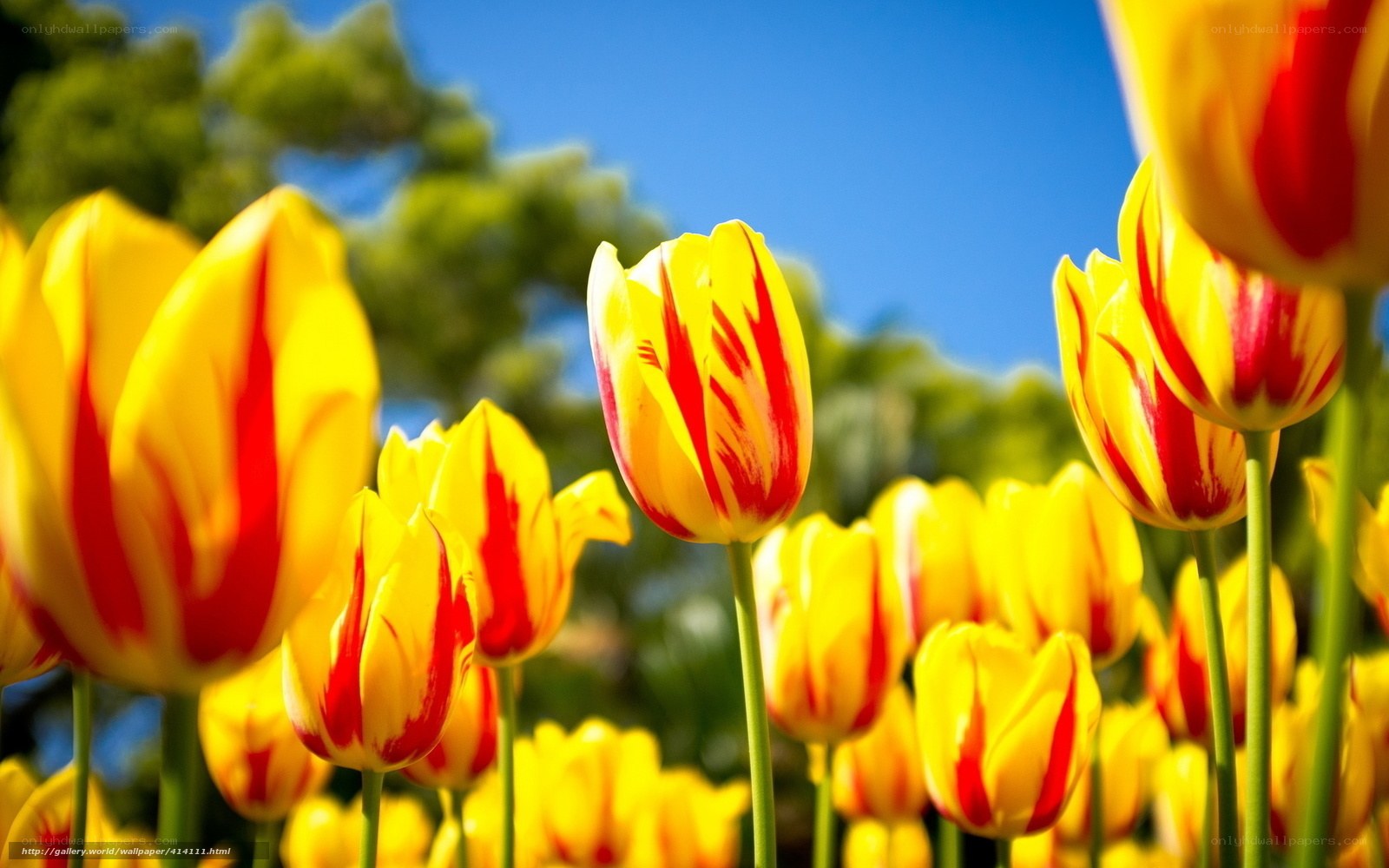 Yellow and red tulips in bloom