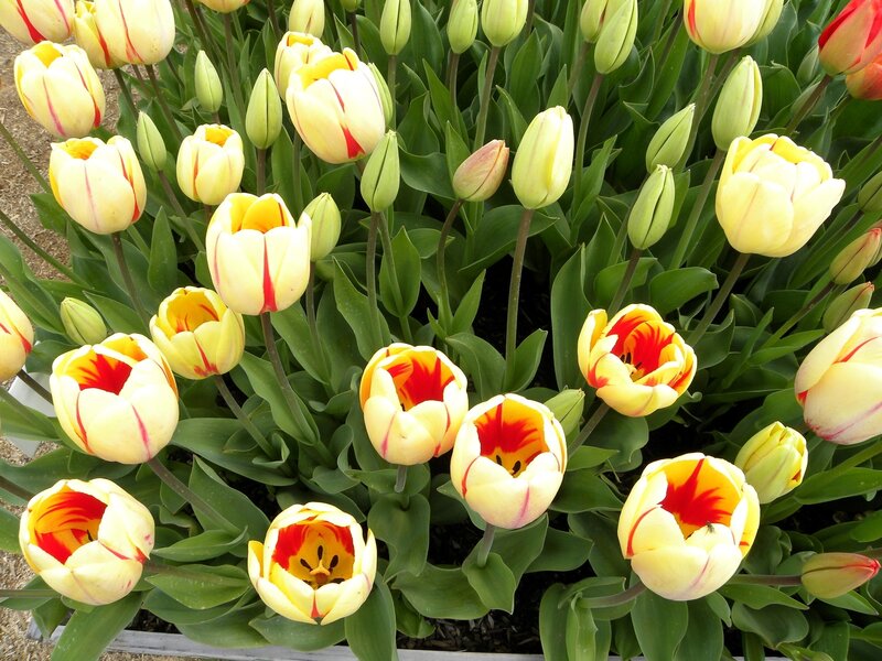 Yellow and red tulips in bloom