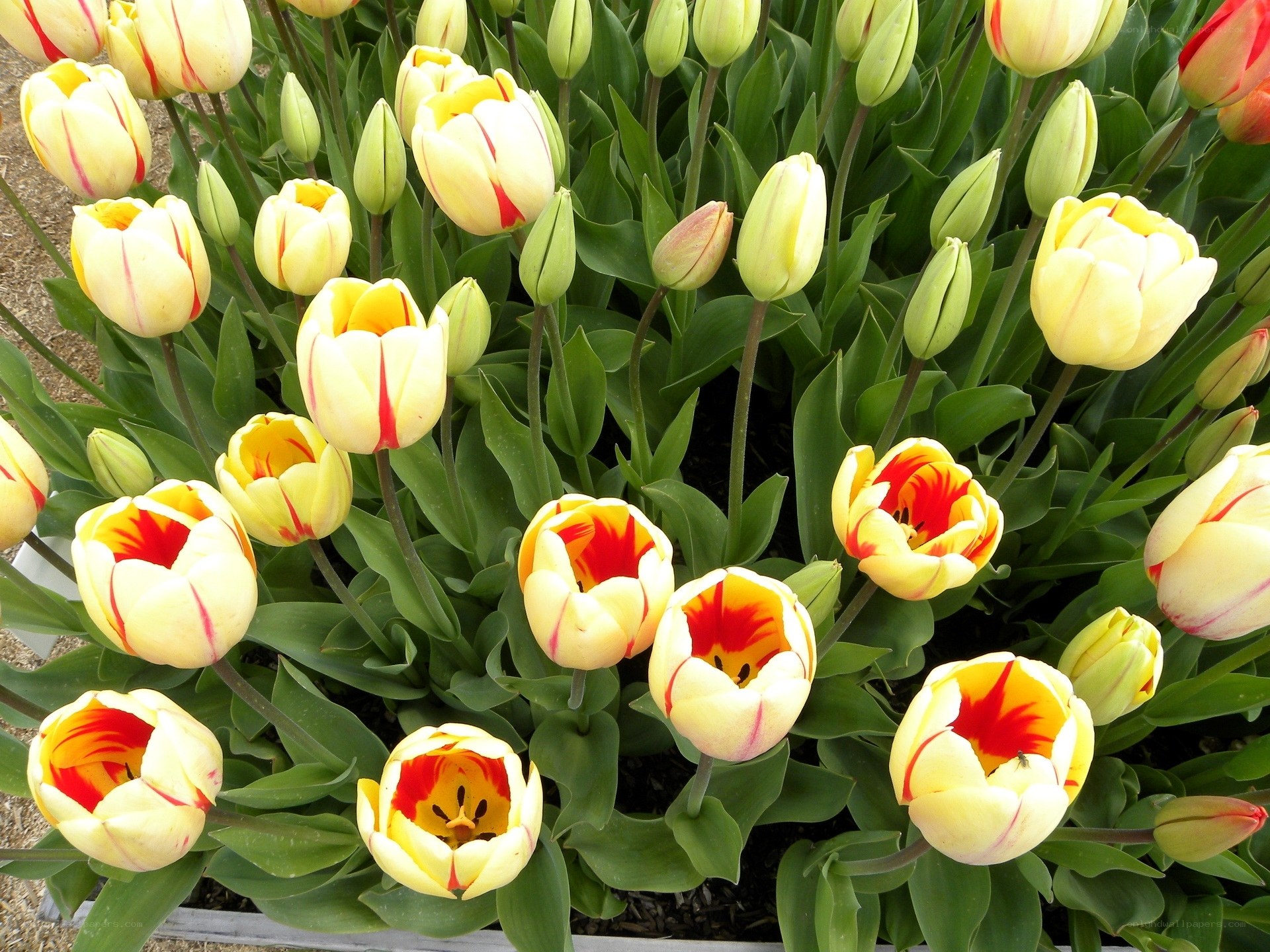 Yellow and red tulips in bloom