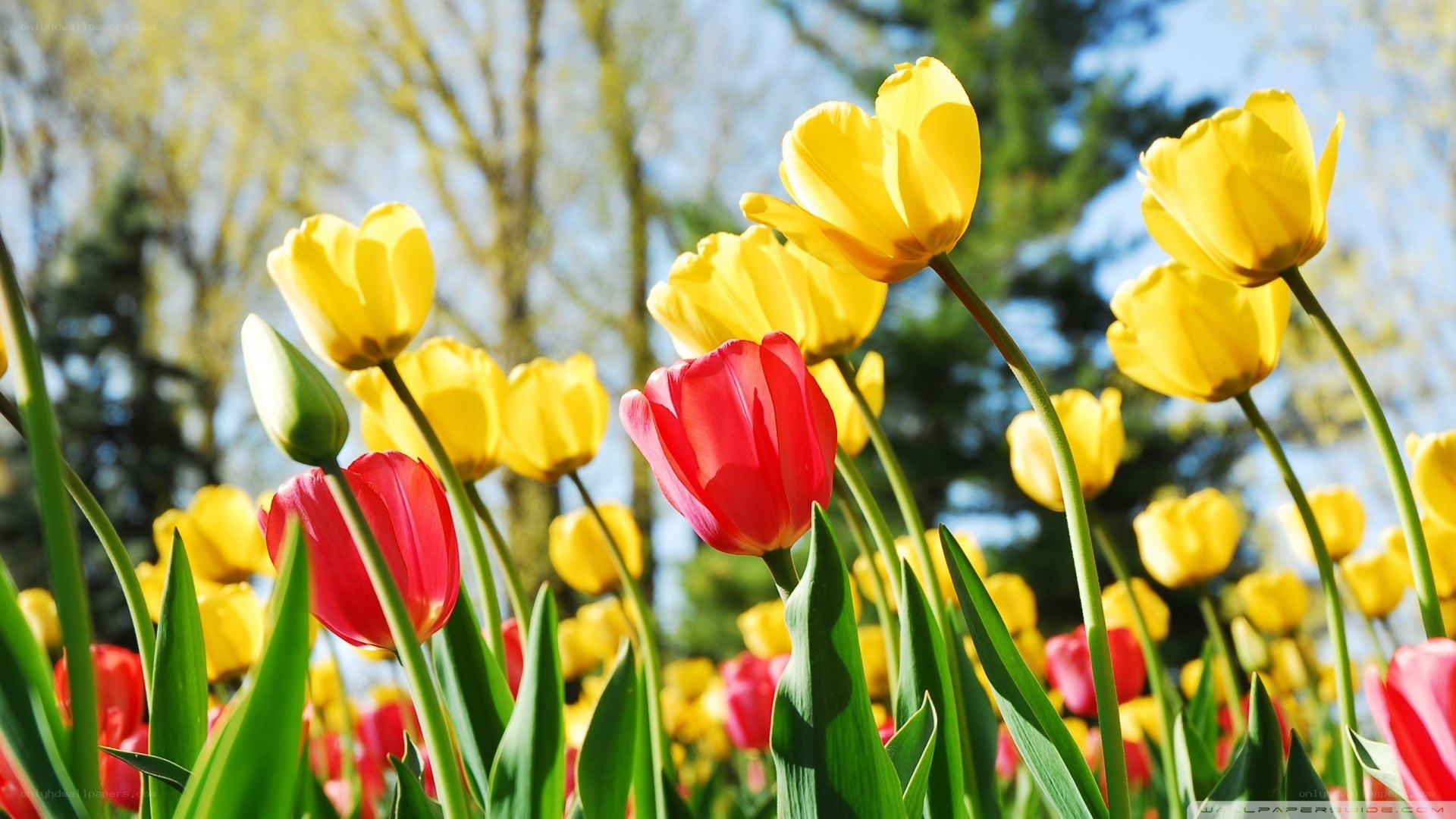 Yellow and red tulips in spring