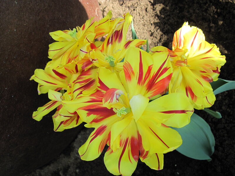 Yellow and Red Tulips — Natural, Afternoon