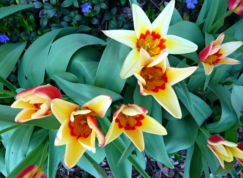 Yellow and Red Tulips — Natural, Spring