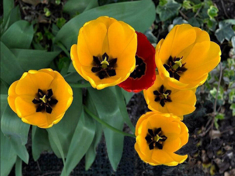 Yellow and Red Tulips — Natural