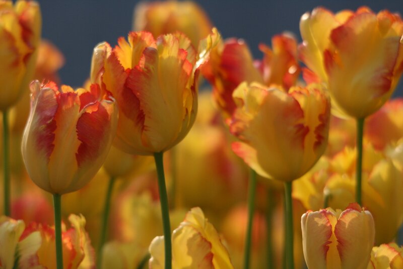 Yellow and Red Tulips — Serene, Afternoon