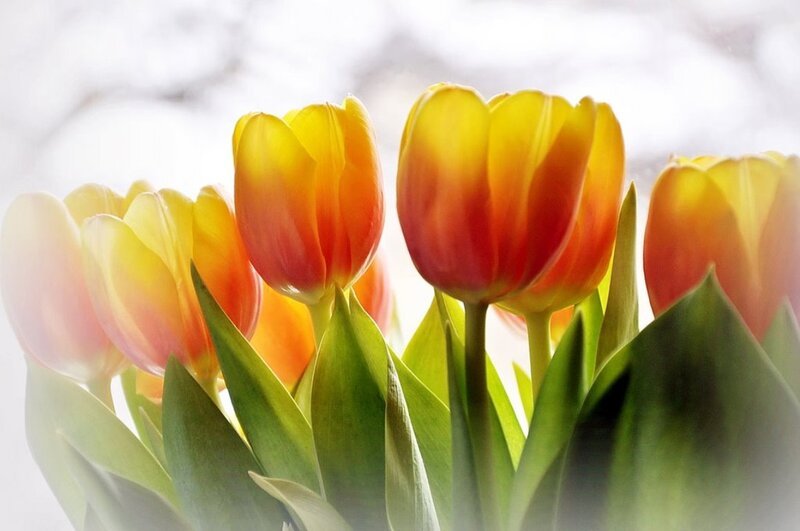 Yellow and Red Tulips — Serene, Morning