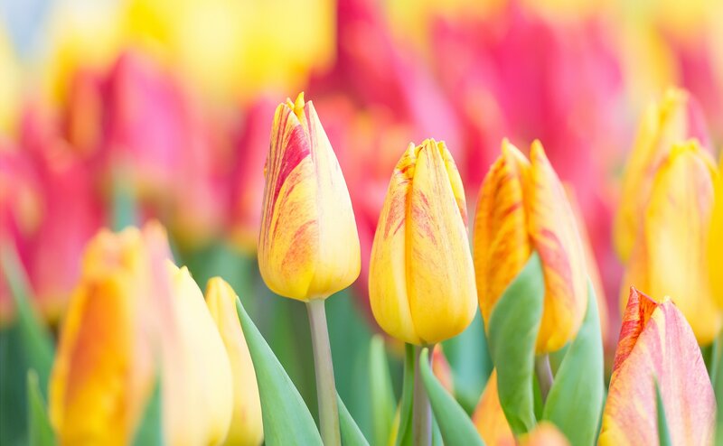 Yellow and Red Tulips — Serene, Spring, Photograph, Green Leaves