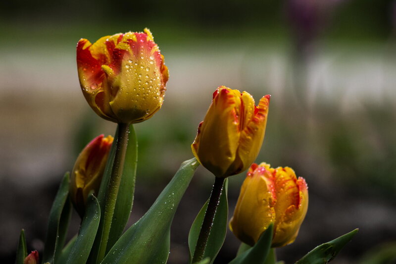 Yellow and Red Tulips — Serene, Spring, Photograph