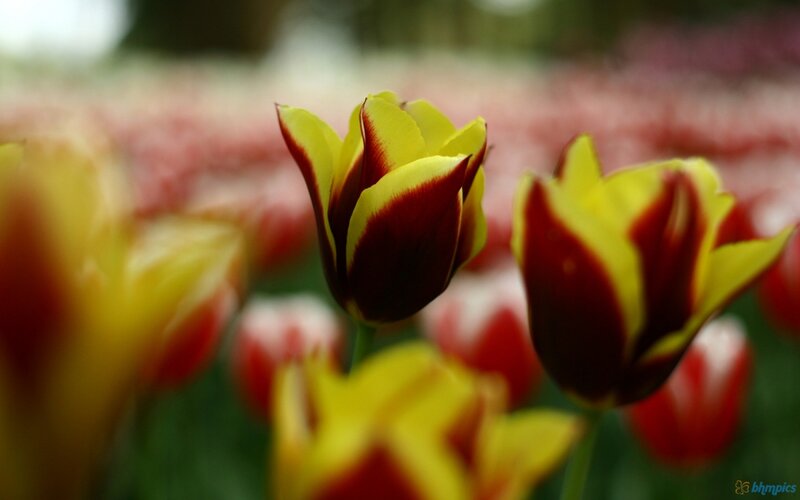 Yellow and Red Tulips — Serene, Spring