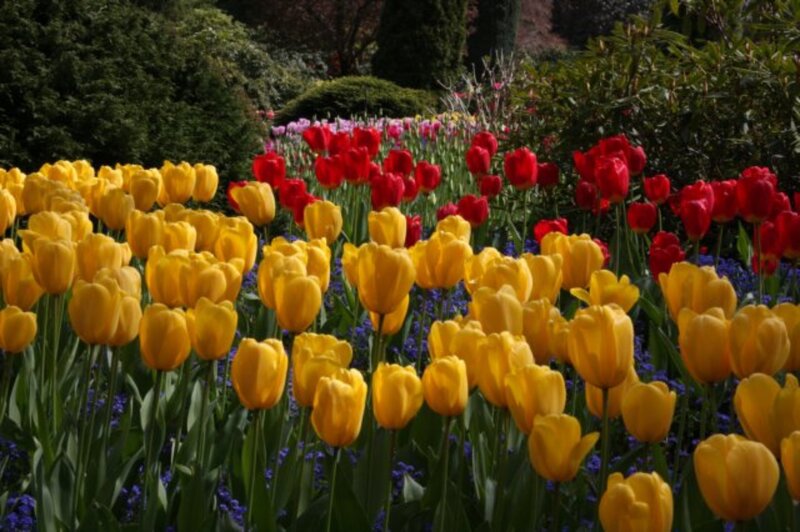 Yellow and Red Tulips — Serene