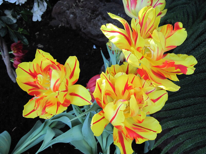 Yellow and Red Tulips — Vibrant, Afternoon