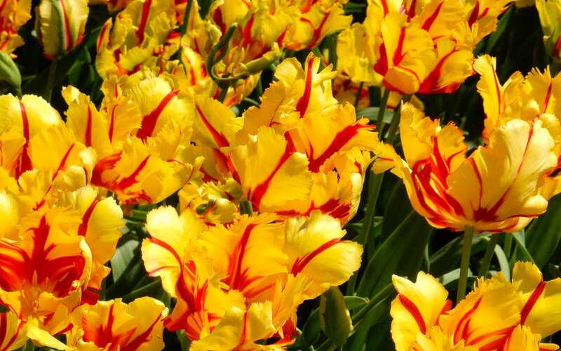 Yellow and Red Tulips — Vibrant, Spring, Photograph, Flowers, Leaves