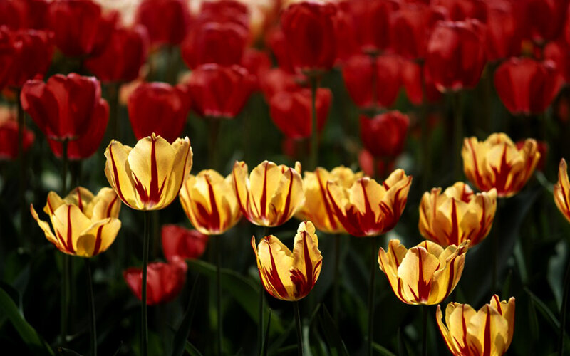 Yellow and Red Tulips — Vibrant, Spring, Photograph, Flowers