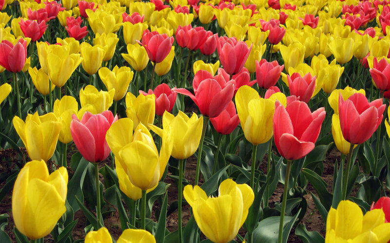 Yellow and Red Tulips — Vibrant, Spring, Photograph