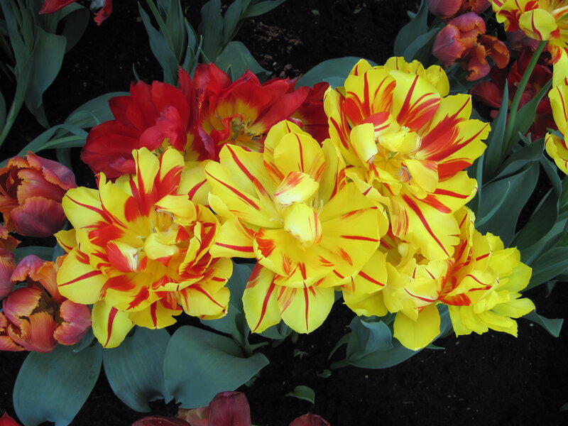 Yellow and Red Tulips — Vibrant, Spring