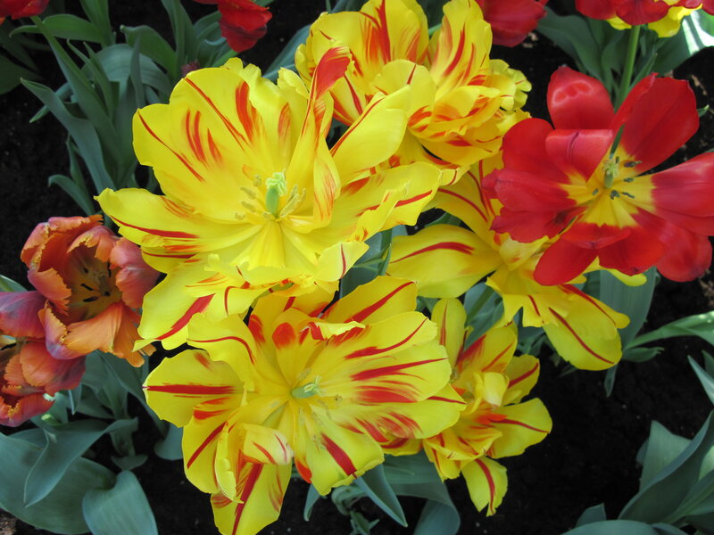 Yellow and Red Tulips — Vibrant