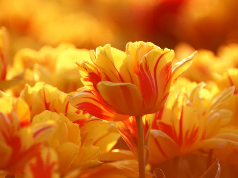 Yellow and Red Tulips — Warm
