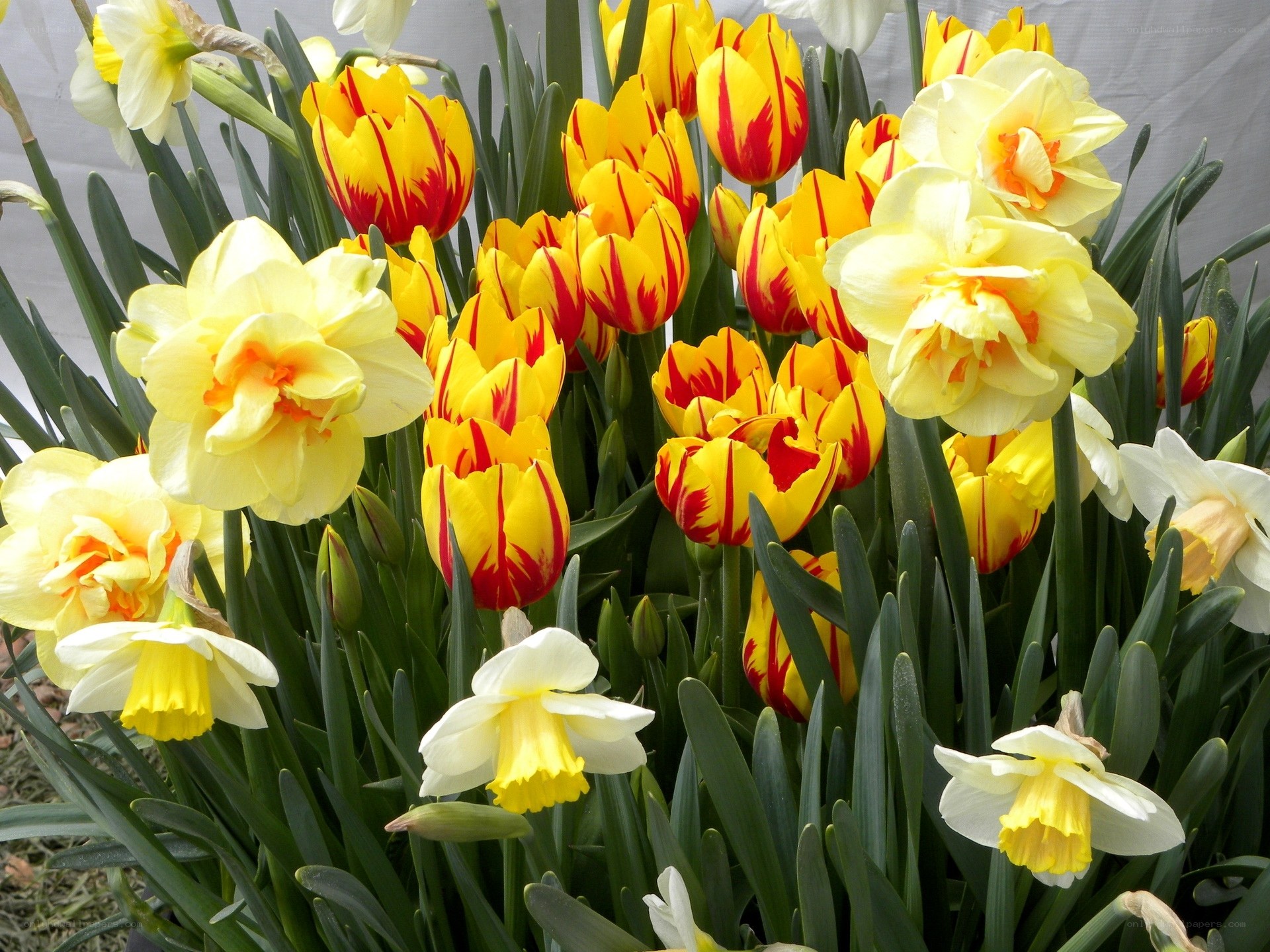 Yellow and red tulips with daffodils