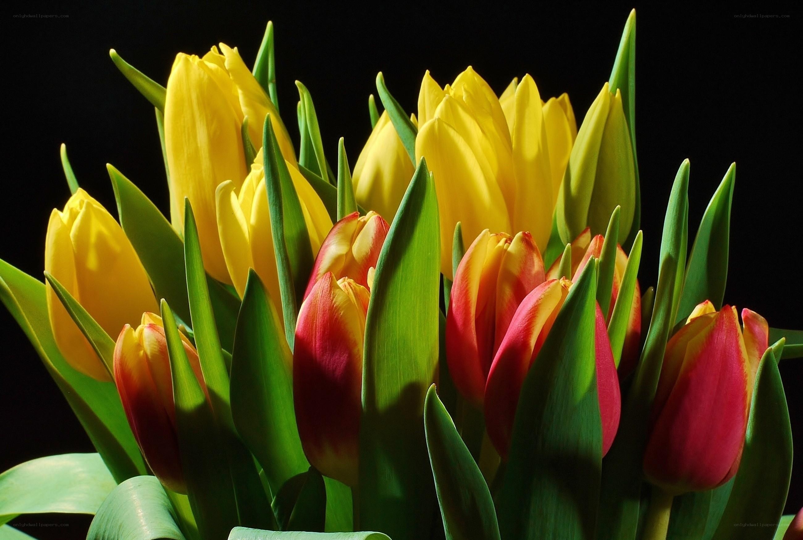 Yellow and red tulips