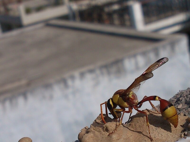 Yellow and Red Wasp — Neutral