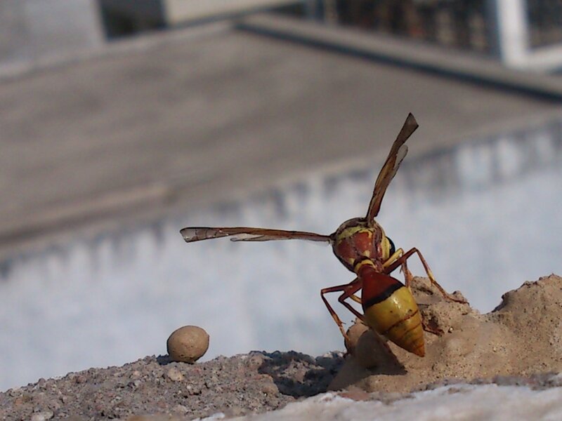Yellow and Red Wasp