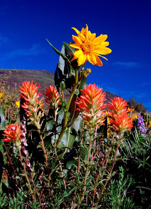 Yellow and Red Wildflowers