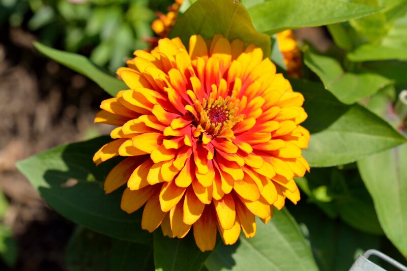 Yellow and Red Zinnia Flower — Bright