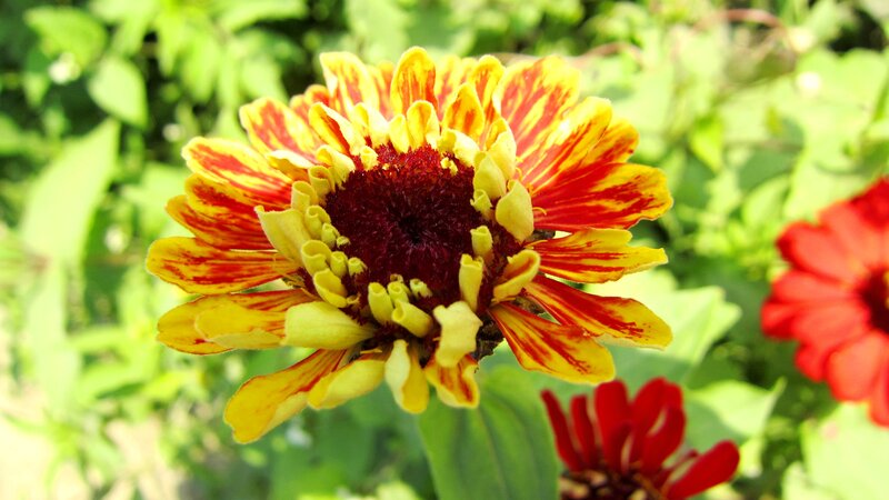 Yellow and Red Zinnia Flower