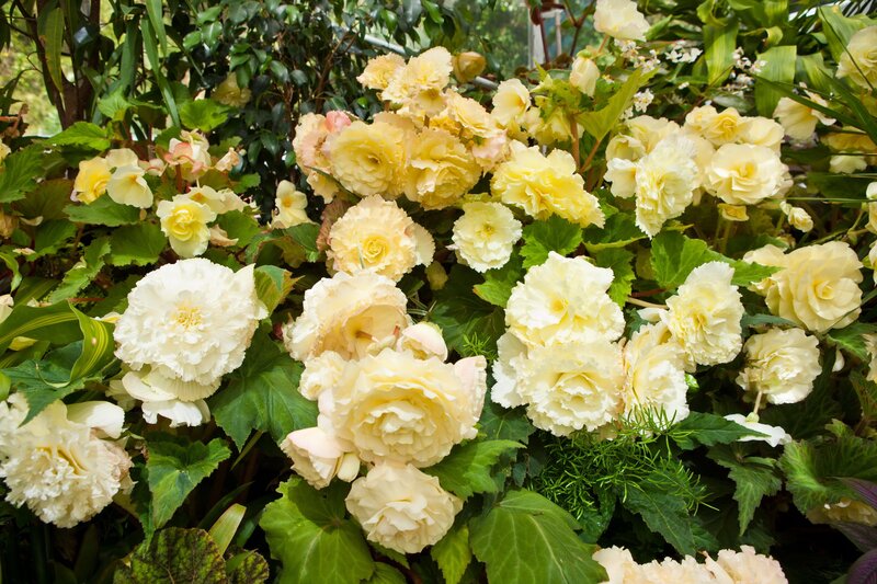 yellow and white begonias in bloom