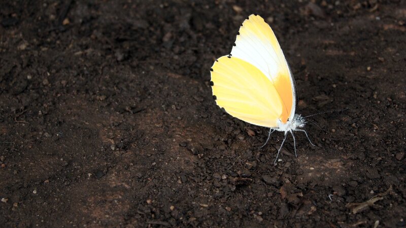 Yellow and White Butterfly