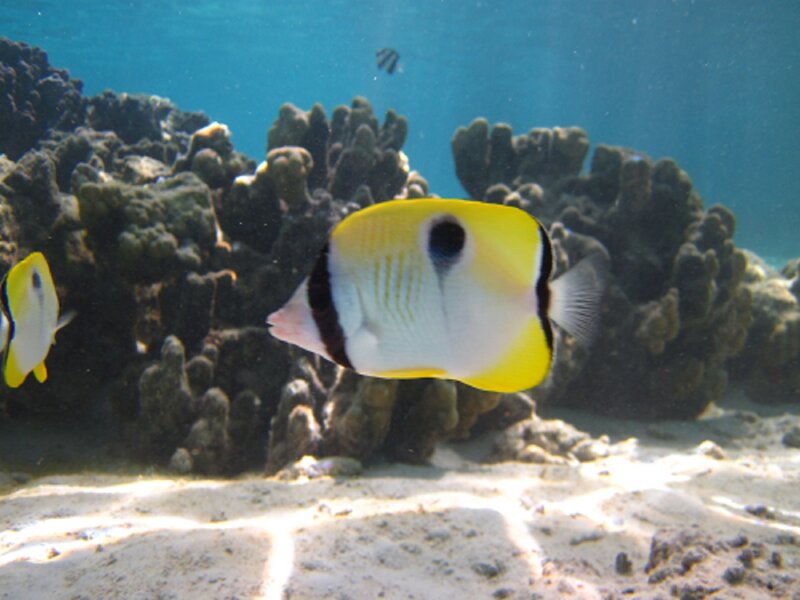 Yellow and White Butterflyfish — Blue