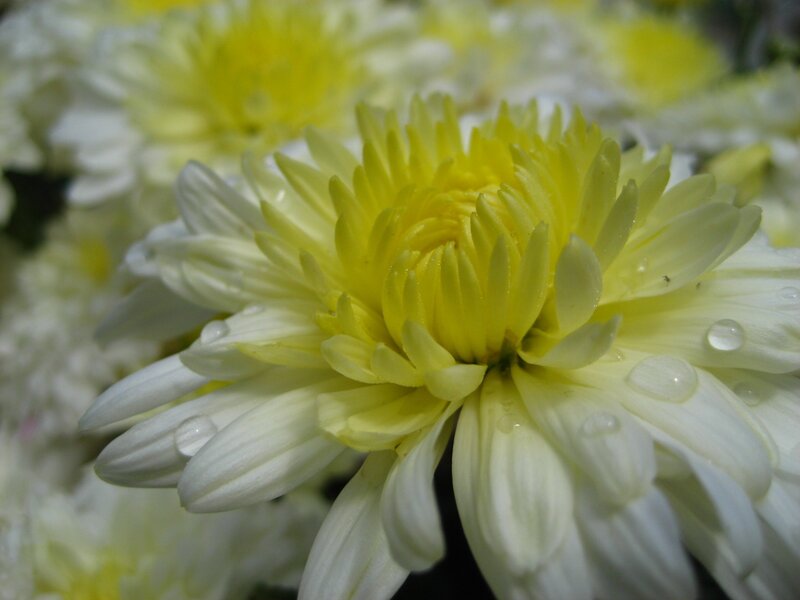 Yellow and white chrysanthemum flower