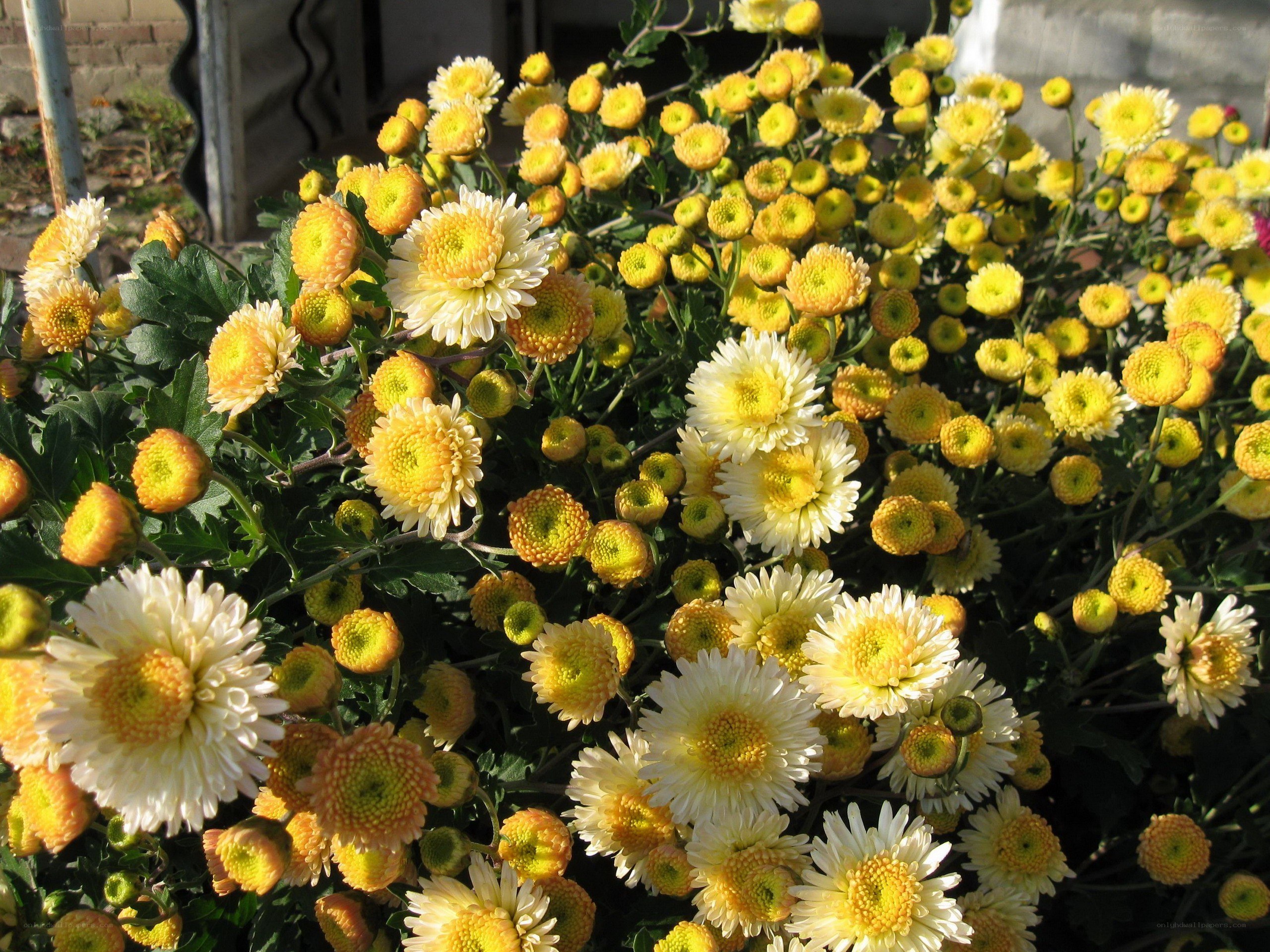 Yellow and white chrysanthemums