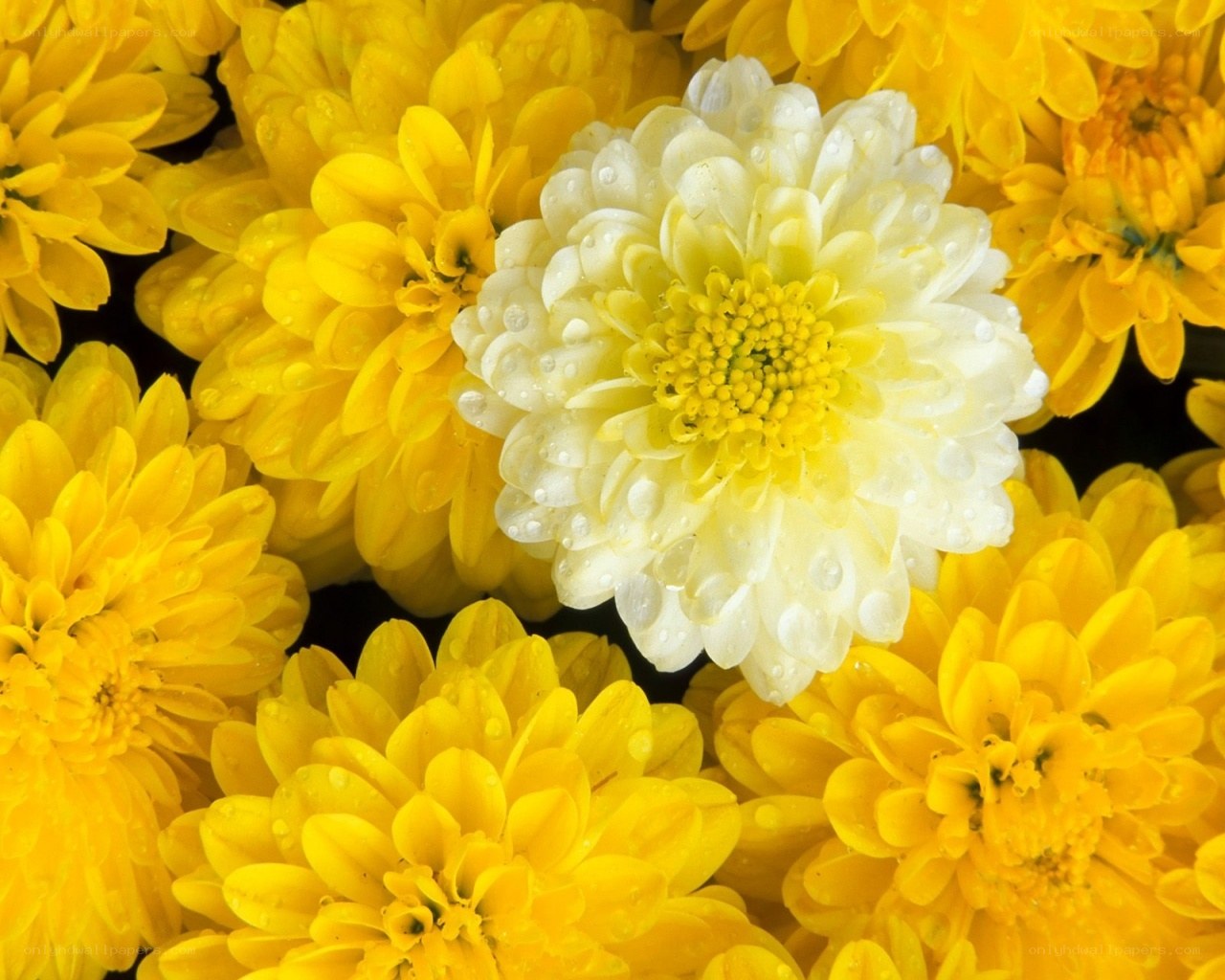 Yellow and white chrysanthemums