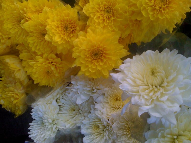 Yellow and white chrysanthemums