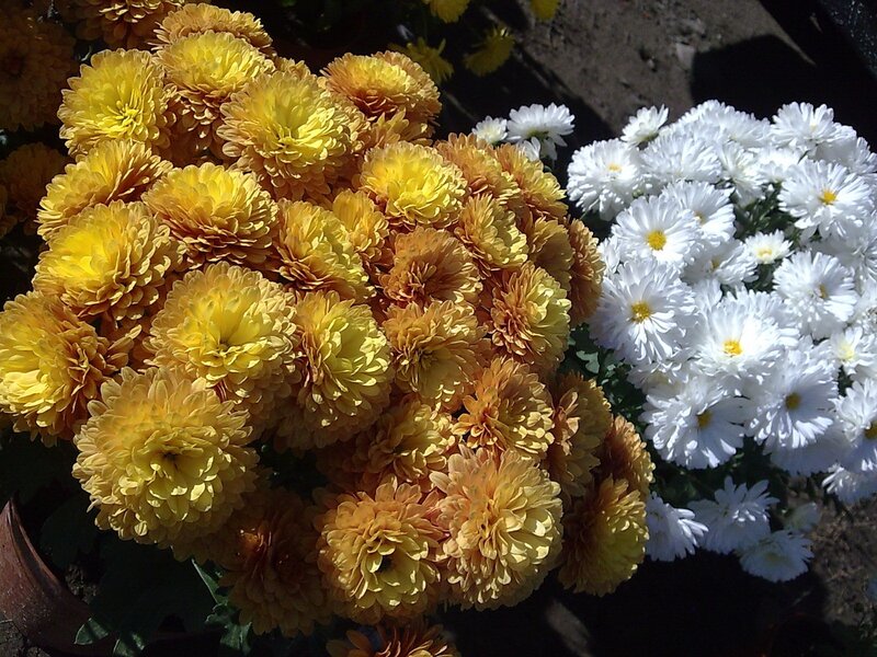 Yellow and White Chrysanthemums — Bright