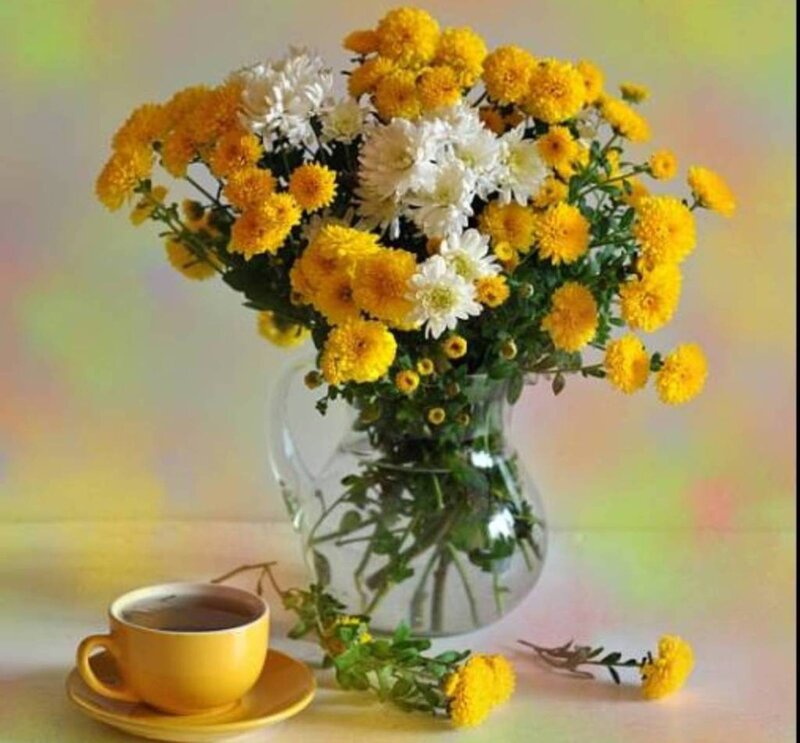Yellow and White Chrysanthemums — Calm, Morning