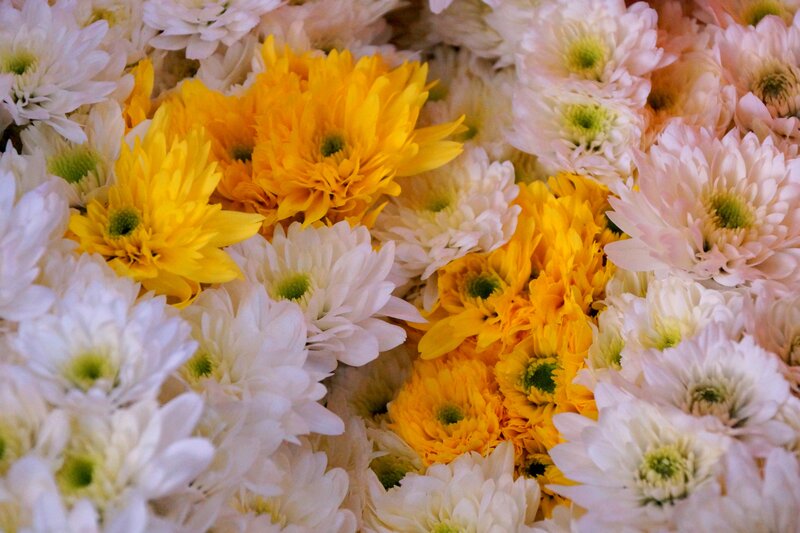 Yellow and White Chrysanthemums — Calm, Photograph, Flowers, Petals