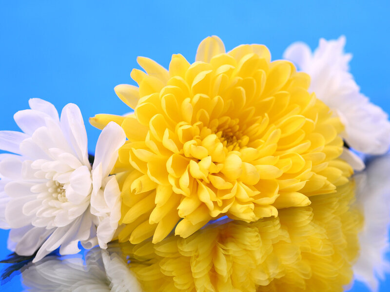 Yellow and White Chrysanthemums — Calm