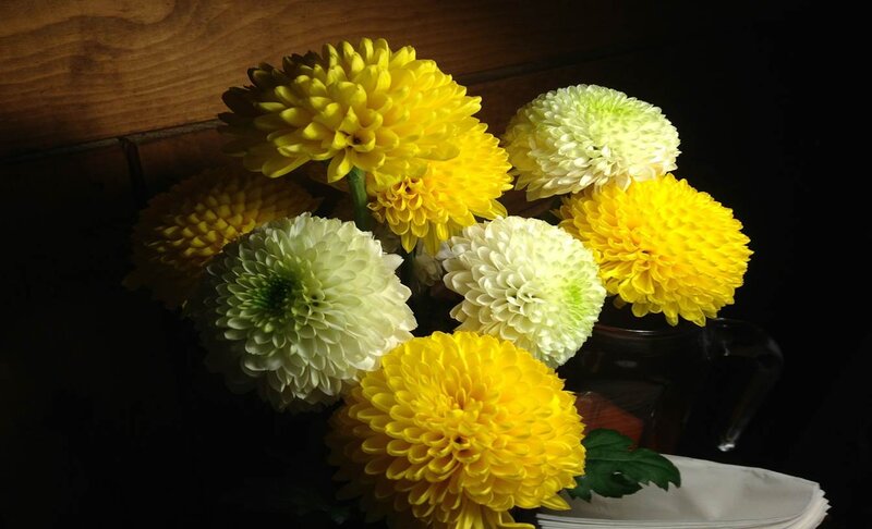 Yellow and White Chrysanthemums — Dramatic