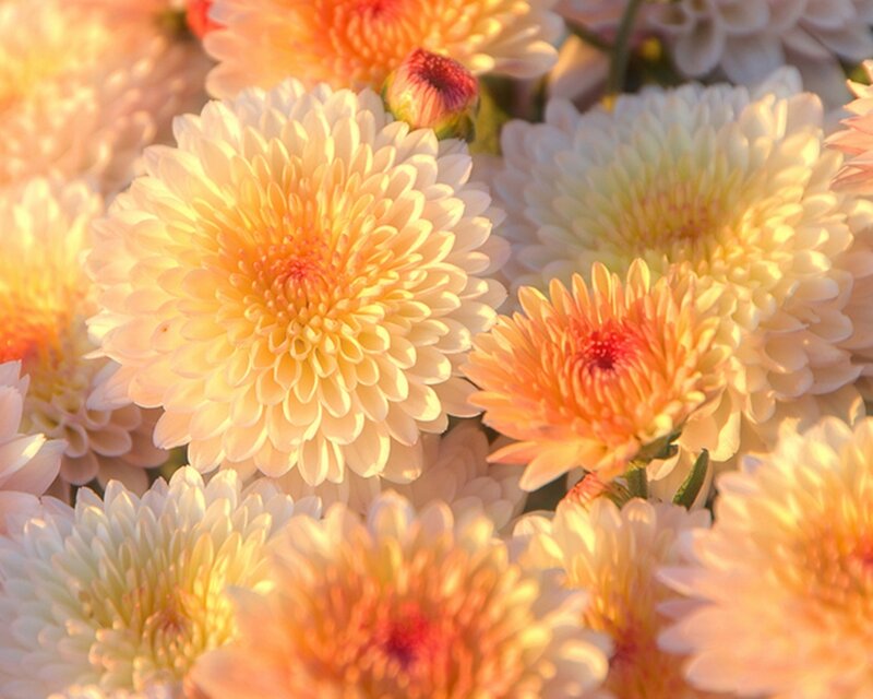 Yellow and White Chrysanthemums — Warm