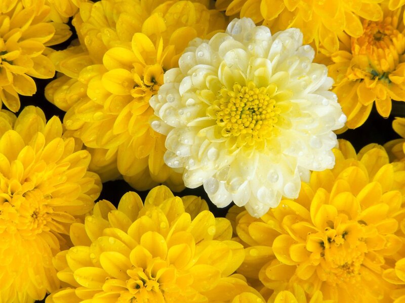 Yellow and white chrysanthemums with water droplets
