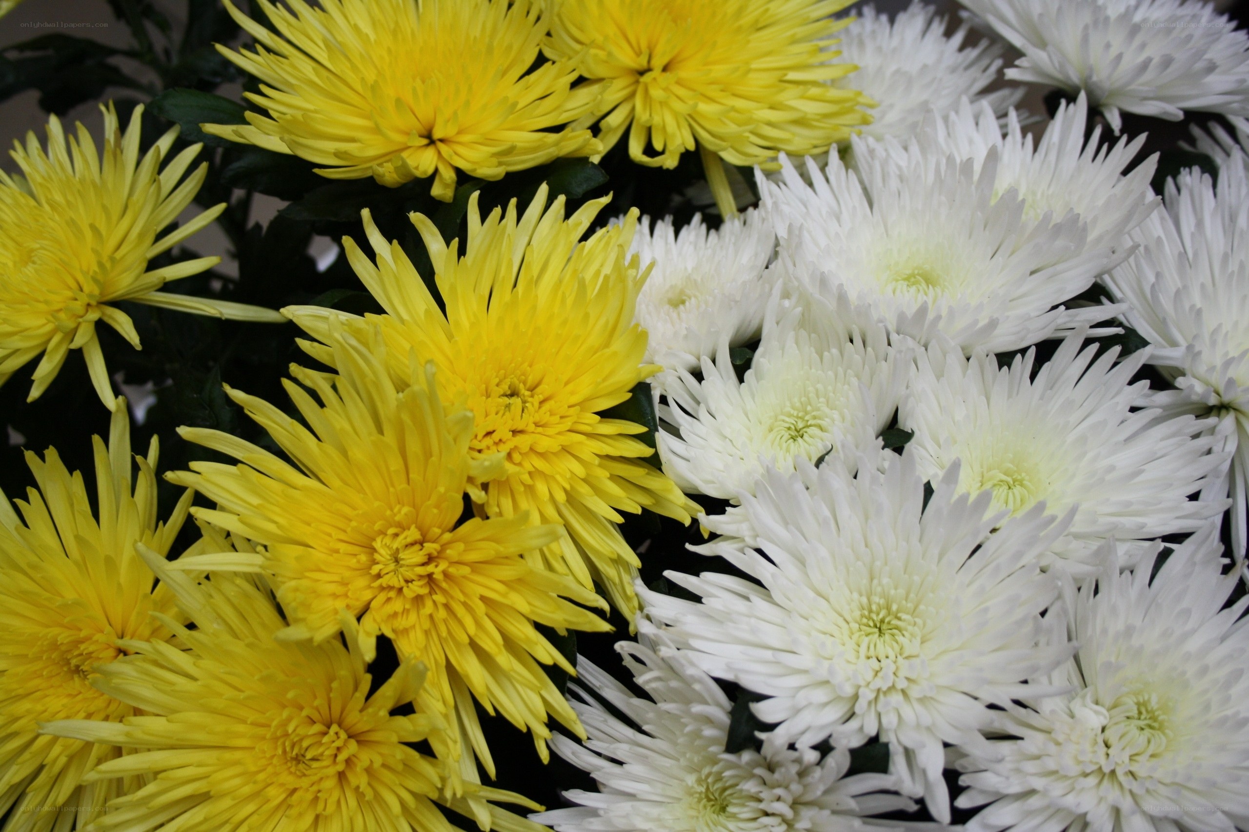 Yellow and white chrysanthemums