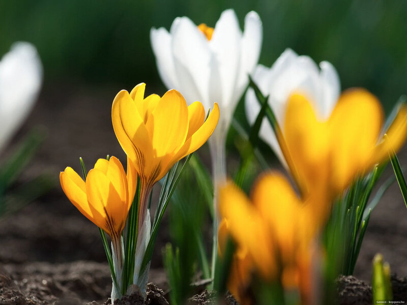 Yellow and White Crocuses