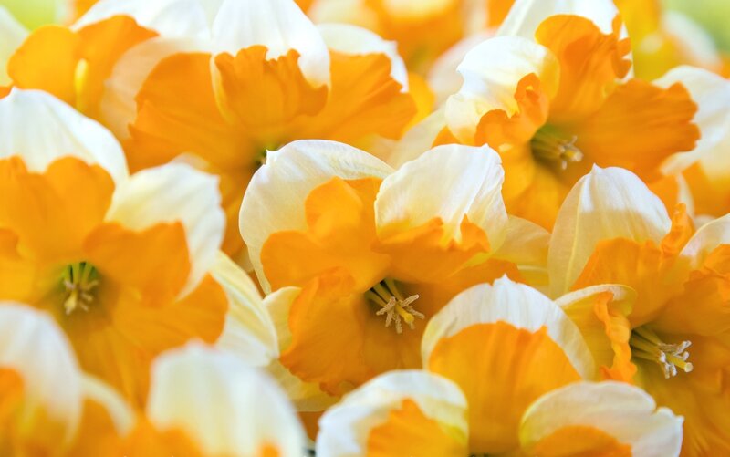 Yellow and White Daffodils — Bright