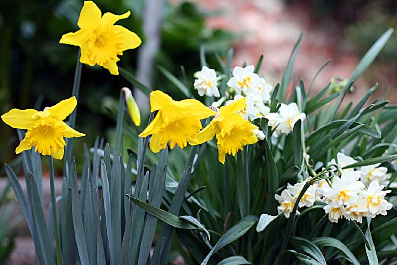 Yellow and White Daffodils — Calm, Spring